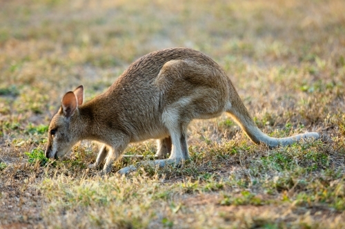 A solitary common Agile Wallaby in Lorella Springs, Northern Territory