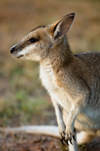 A solitary common Agile Wallaby in Lorella Springs, Northern Territory - Australian Stock Image