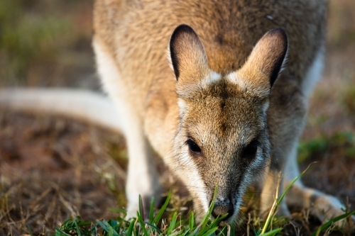A solitary common Agile Wallaby in Lorella Springs, Northern Territory - Australian Stock Image