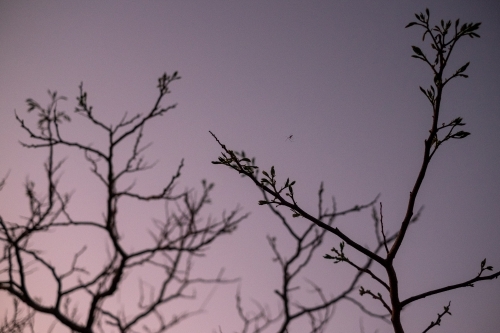 a spider spreading its web on the tree branches at dusk - Australian Stock Image
