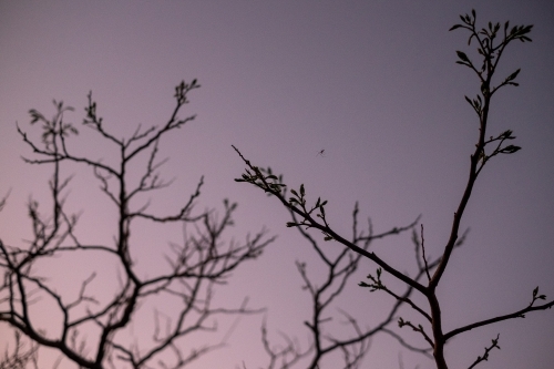 a spider spreading its web on the tree branches at dusk