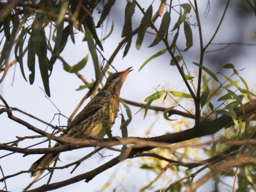 A spiny-cheeked honeyeater perched on the branch of a tree - Australian Stock Image
