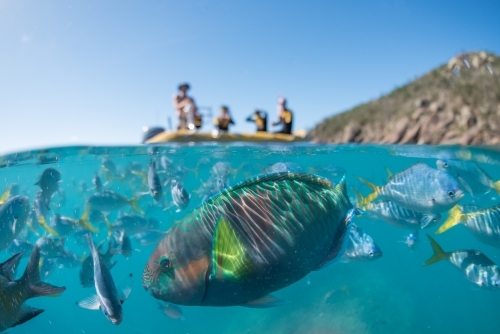 A split shot of a group of snorkelers on a boat and a parrot fish underwater