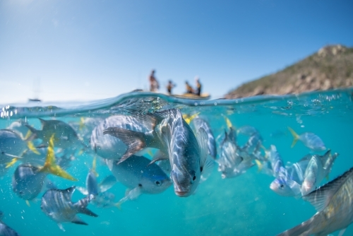 A split shot of a school of fish swimming in crystal clear water - Australian Stock Image