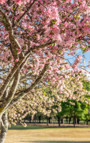 A spring blossom tree on a blue sky day - Australian Stock Image