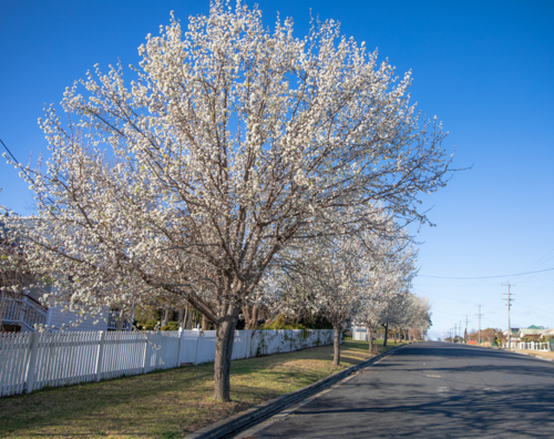 A spring streetscape with spring blossom trees under a blue sky - Australian Stock Image