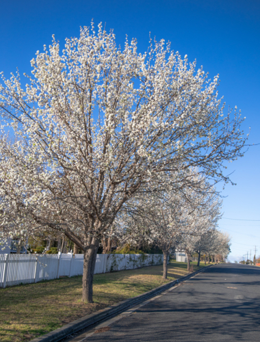 A spring streetscape with spring blossom trees under a blue sky - Australian Stock Image