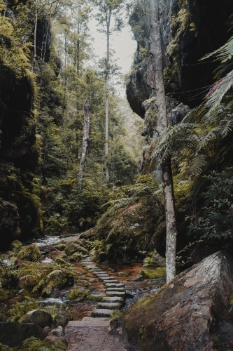 A stone path winding through the lush rainforest on the Grand Canyon Walking Track - Australian Stock Image