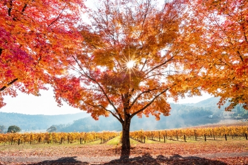 A sunburst shining through the autumn orange trees on a foggy morning - Australian Stock Image