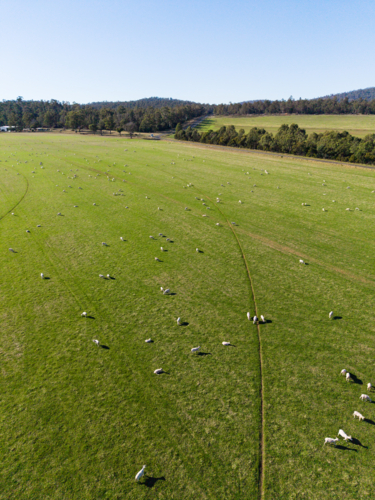 A sunny day over a green pasture with roaming sheep on the ground outside of Launceston - Australian Stock Image