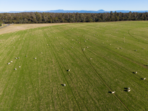 A sunny day over a green pasture with roaming sheep on the ground outside of Launceston - Australian Stock Image