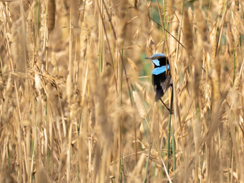 A superb fairywren (Malurus cyaneus) perched on a dry stalk of grass - Australian Stock Image