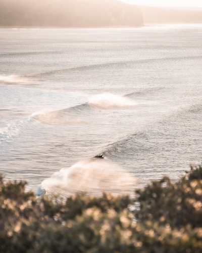 A surfer riding the gentle waves rolling towards the shore. - Australian Stock Image
