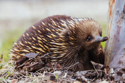 A tame echidna walks and looks for food in Guerilla bay near Mogo in New South Wales, Australia - Australian Stock Image