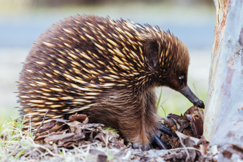 A tame echidna walks and looks for food in Guerilla bay near Mogo in New South Wales, Australia - Australian Stock Image