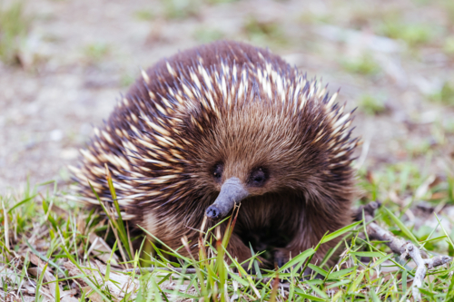 A tame echidna walks and looks for food in Guerilla bay near Mogo in New South Wales, Australia - Australian Stock Image