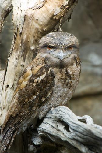 A Tawny Frogmouth on a Tree Branch