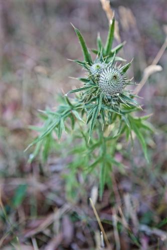A thistle plant growing amongst Australian bushland - Australian Stock Image