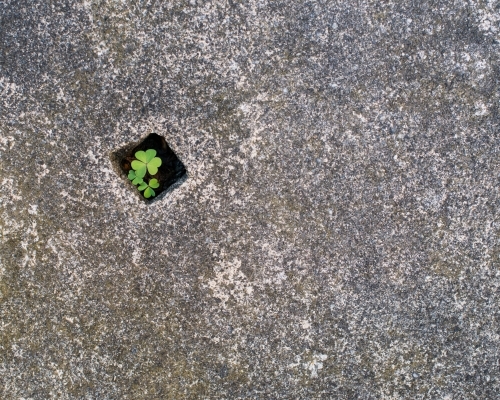 A three leaf clover growing in a small hole in a cement block