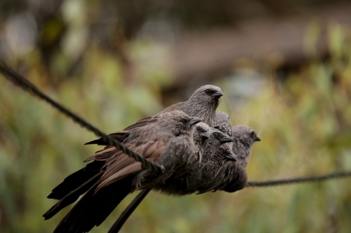A tight-nit family of native Australian Apostle Birds huddled together in a group on a powerline. - Australian Stock Image