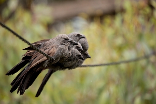 A tight-nit family of native Australian Apostle Birds huddled together in a group on a powerline. - Australian Stock Image