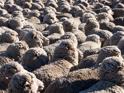 A tightly bunched flock of merino sheep