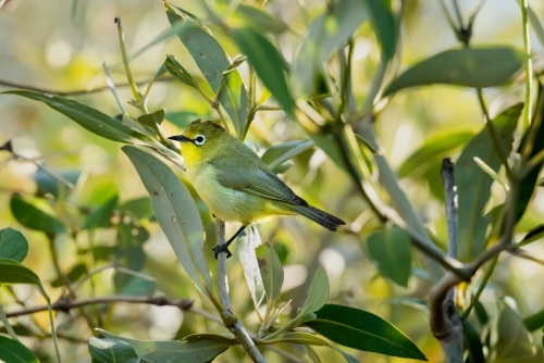 A tiny Yellow White-eye bird in amongst the mangrove leaves