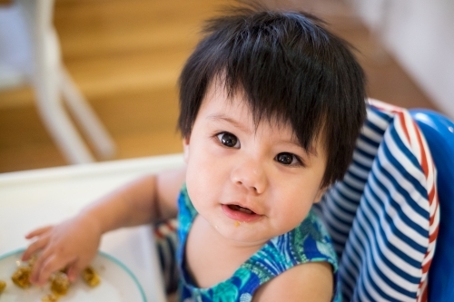 A toddler eating while seated on a high chair - Australian Stock Image