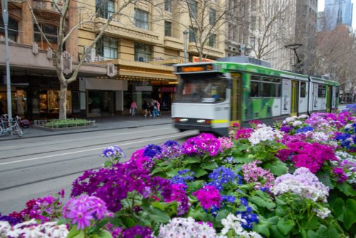 A tram passes a flower display at the Melbourne Town Hall - Australian Stock Image