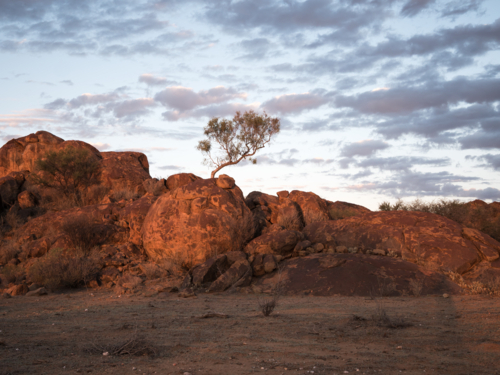 A tree and large rocks at sunset outside Tibooburra, New South Wales - Australian Stock Image