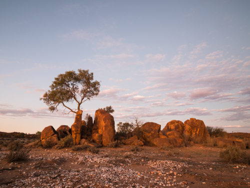 A tree and large rocks at sunset outside Tibooburra, New South Wales - Australian Stock Image
