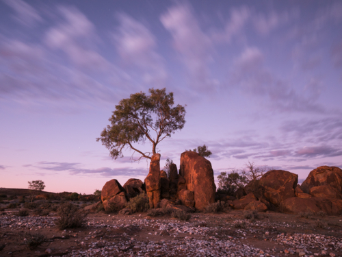 A tree and large rocks at sunset outside Tibooburra, New South Wales - Australian Stock Image