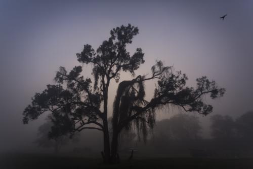 A tree in early morning fog