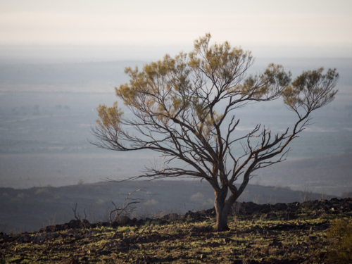 A tree on a hill at sunrise outside Broken Hill, New South Wales - Australian Stock Image