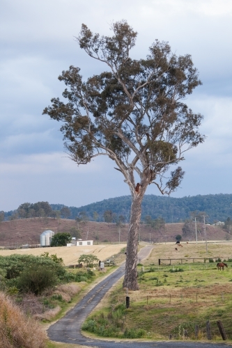A tree on a small country road - Australian Stock Image