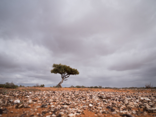 A tree on rocky ground during an outback storm - Australian Stock Image