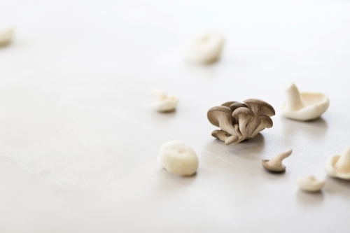 A variety of mushrooms on a white background - Australian Stock Image