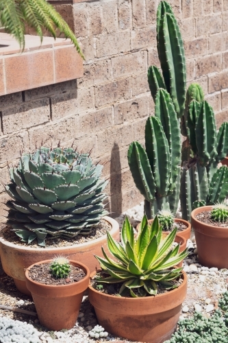 a variety of potted succulent, agave, and cactuses on a garden bed