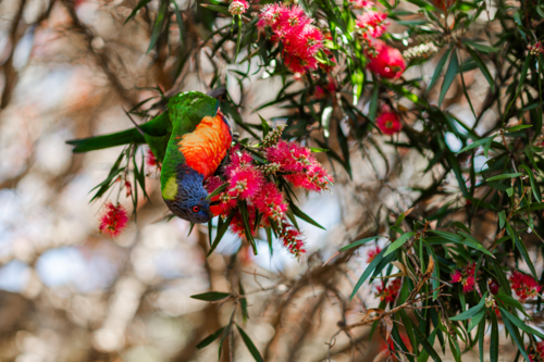 A vibrant rainbow lorikeet hangs upside down, feeding on bright native flowers in a tree - Australian Stock Image