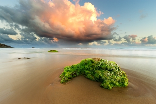 A vivid green moss covered rock on a beach