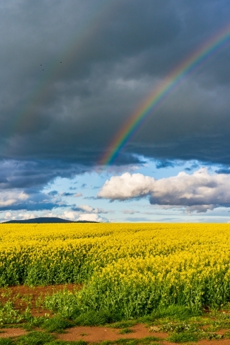 A vivid rainbow in front of a dark sky over a bright yellow canola crop - Australian Stock Image