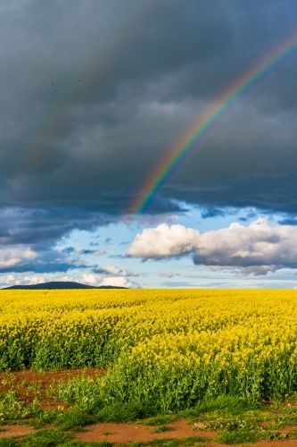 A vivid rainbow in front of a dark sky over a bright yellow canola crop