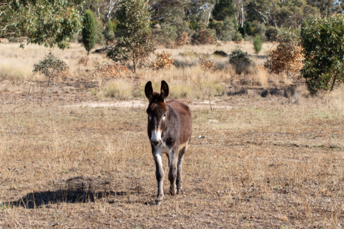 A walking donkey - Australian Stock Image