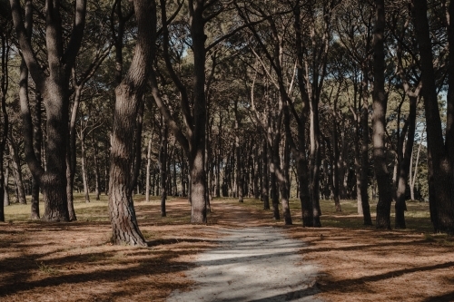 A walking track through pine trees at Pine Grove in Centennial Park - Australian Stock Image
