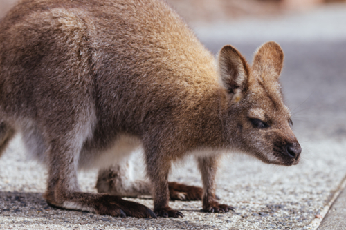 A Wallaby looks for food in Freycinet National Park, Tasmania, Australia - Australian Stock Image