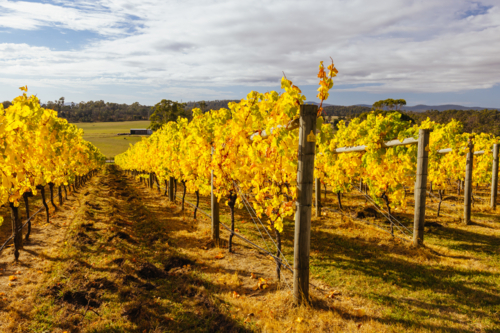 A warm autumn day with yellow and orange coloured vines in the Tamar Valley near Launceston Tasmania - Australian Stock Image