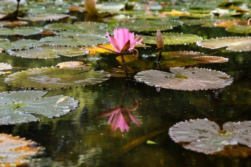a water lily flower surrounded my lilypads reflected in a pond