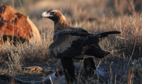 A Wedge-tailed Eagle feasts upon a kangaroo carcass - Australian Stock Image