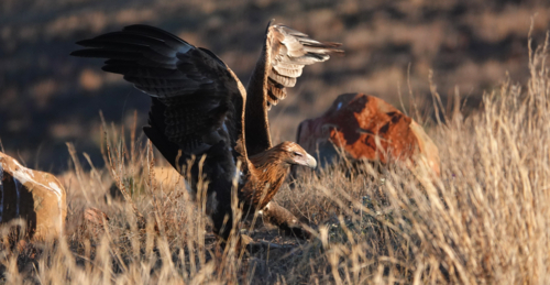 A Wedge-tailed Eagle feasts upon a kangaroo carcass - Australian Stock Image