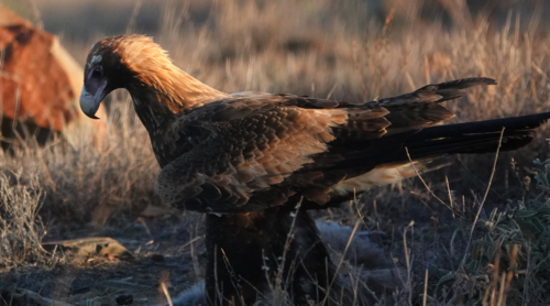 A Wedge-tailed Eagle feasts upon a kangaroo carcass - Australian Stock Image